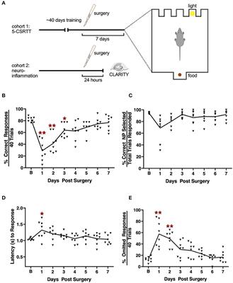 Orthopedic Surgery Triggers Attention Deficits in a Delirium-Like Mouse Model